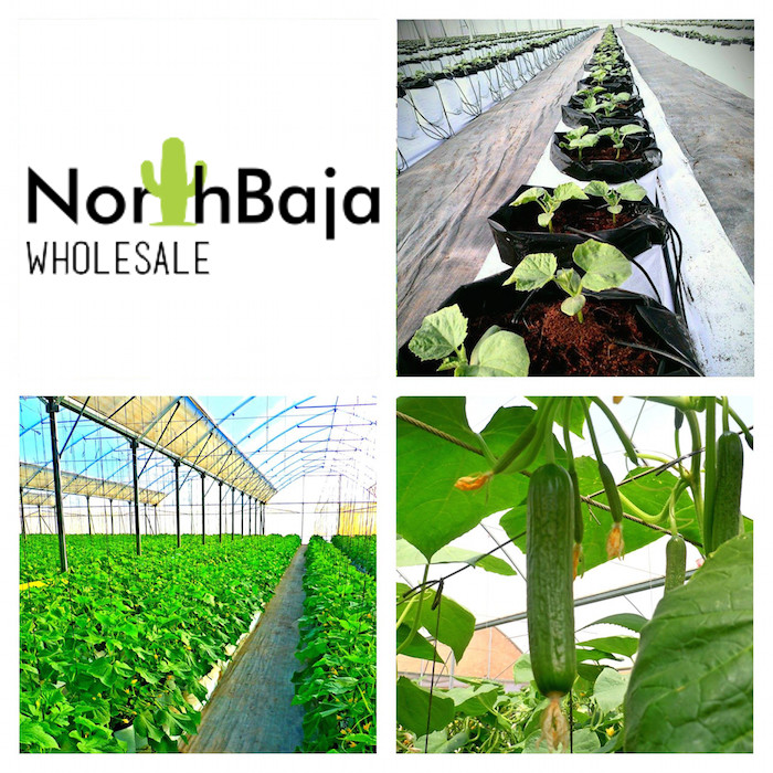 North Baja