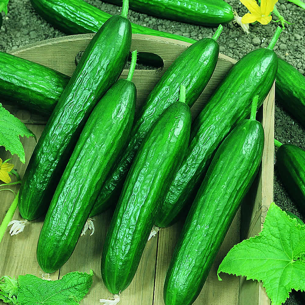 Persian cucumber a product of our catalog