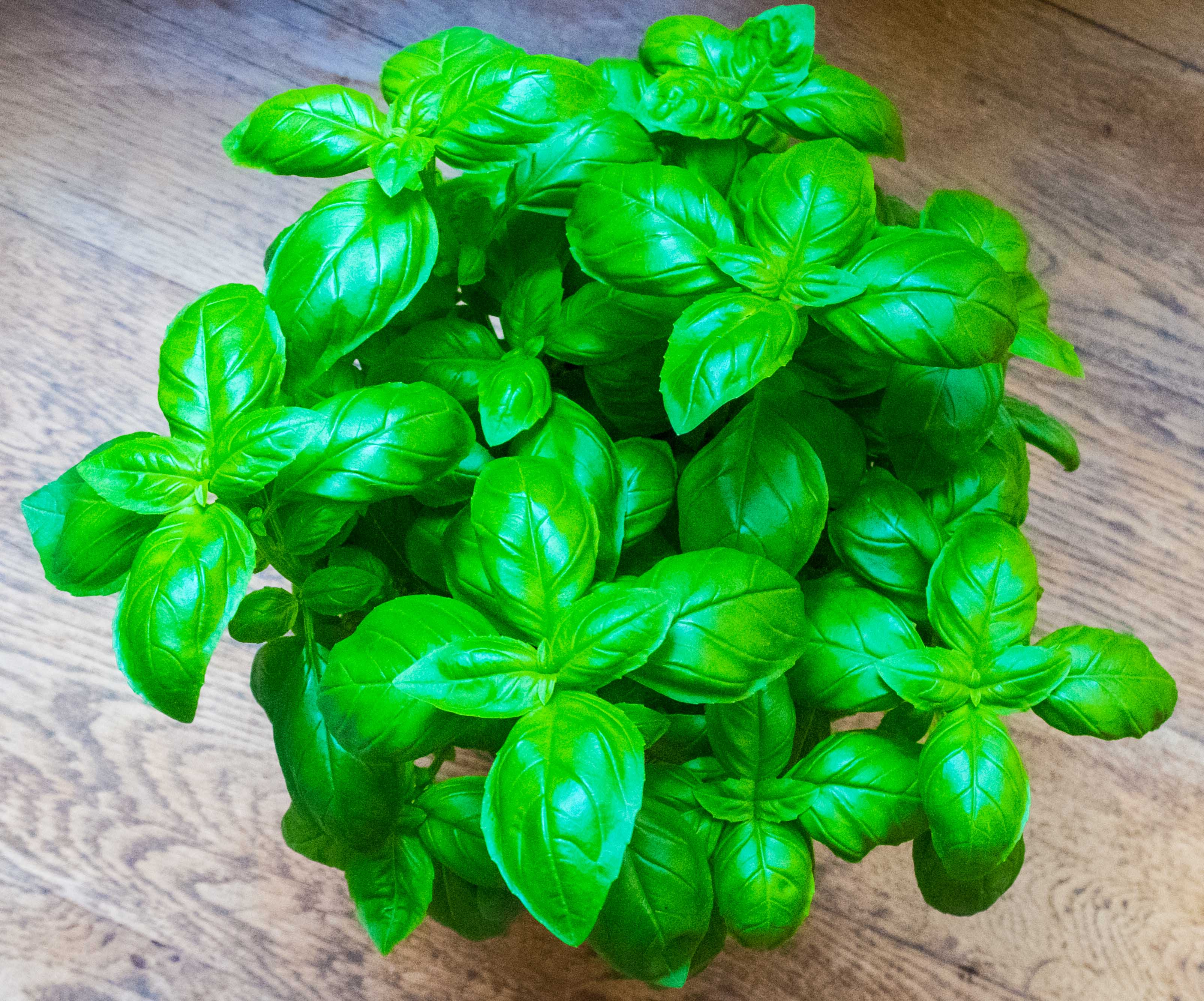 Basil herb a product of our catalog