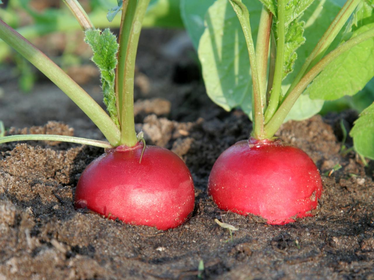 Red radish a product of our catalog